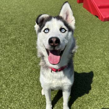 Husky Dogs Available for Adoption in Ottawa, Kansas - Minnow | PetCurious