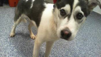 Siberian Husky and Mixed Breed Dogs Available for Adoption in Charlotte, North Carolina - A1265409 | PetCurious