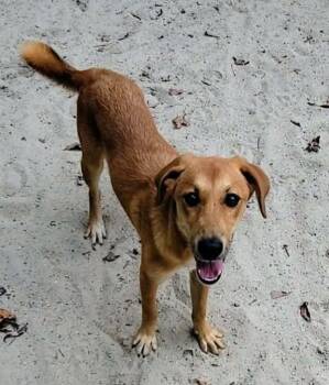 Dixie -  Labrador Retriever and Hound Dog for Adoption in Gillsville, Georgia - Dixie | PetCurious