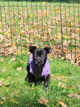 Winnie -  Labrador Retriever and Pit Bull Terrier Dog for Adoption in Carmel Hamlet, New York - Winnie | PetCurious