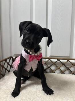 Mixed Breed Dogs Available for Adoption in Dorr, Michigan - Katie Bug | PetCurious