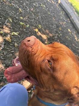 Tyson -  Mixed Breed Dog for Adoption in Cincinnati, Ohio - Tyson | PetCurious