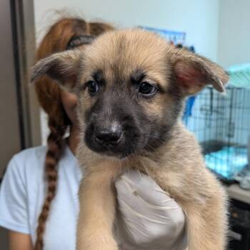 Toodee -  Shepherd and Mixed Breed Dog for Adoption in Hattiesburg, Mississippi - Toodee | PetCurious