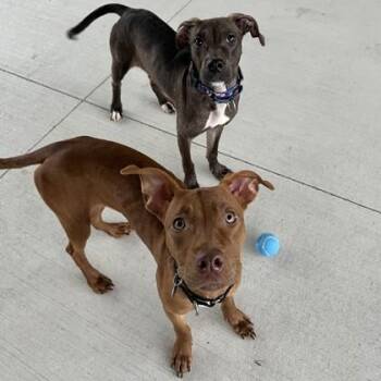 Ciabatta -  Pit Bull Terrier and Mixed Breed Dog for Adoption in Wheaton, Illinois - Ciabatta | PetCurious