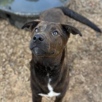 Labrador Retriever Dogs Available for Adoption in Columbia, South Carolina - Bill Board | PetCurious