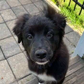 Murphy -  Mixed Breed Dog for Adoption in Dayton, Ohio - Murphy | PetCurious