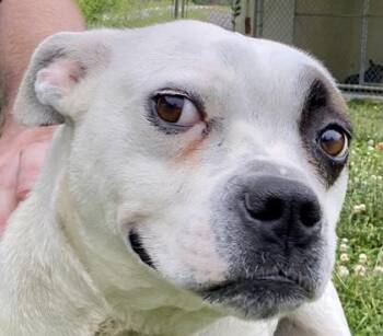 Pit Bull Terrier Dogs Available for Adoption in Glasgow, Kentucky - Daisy | PetCurious