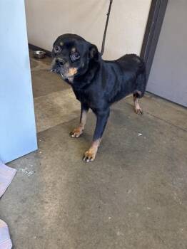 Rottweiler Dogs Available for Adoption in Ontario, California - DIYA | PetCurious