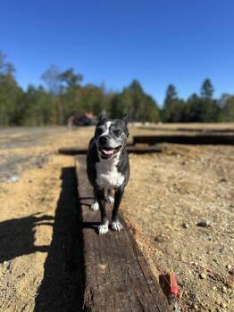 IVY JAMES-#4919-Nokesville, VA -  Boston Terrier Dog for Adoption in Maryville, Tennessee - IVY JAMES-#4919-Nokesville, VA | PetCurious