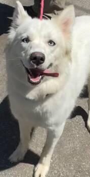 Husky Dogs Available for Adoption in Elizabethton, Tennessee - KATIE | PetCurious