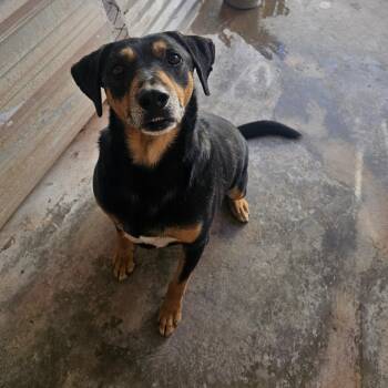 Rescue German Shepherd Dog Dogs for Adoption in Midland, Texas - Nash | PetCurious