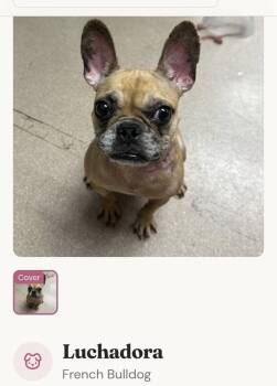 Luchadora -  French Bulldog Dog Available for Adoption in Colorado Springs, Colorado - Luchadora | PetCurious