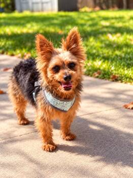 Spartan -  Yorkshire Terrier Dog for Adoption in Union Grove, Wisconsin - Spartan | PetCurious