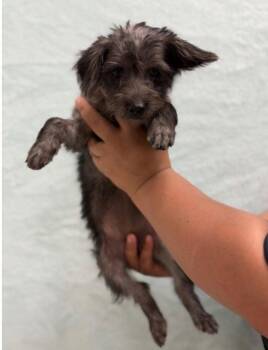 Chipy Dipy -  Dachshund and Terrier Dog for Adoption in Bloomfield, Connecticut - Chipy Dipy | PetCurious