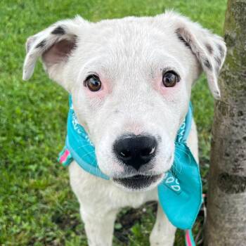 Mixed Breed Dogs Available for Adoption in Canal Winchester, Ohio - Sgt Guy | PetCurious