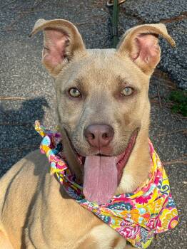 Jazzy -  Mixed Breed Dog Available for Adoption in Sumter, South Carolina - Jazzy | PetCurious