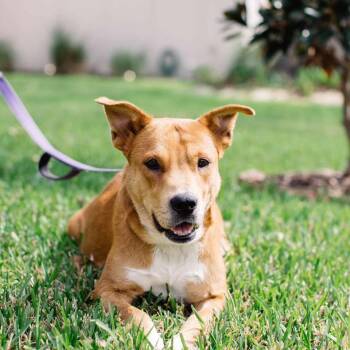Rescue American Staffordshire Terrier Dogs for Adoption in Houston, Texas - Princess | PetCurious