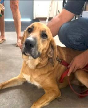 FRUIT LOOP 425 -  Bloodhound Dog for Adoption in New Berlin, Wisconsin - FRUIT LOOP 425 | PetCurious