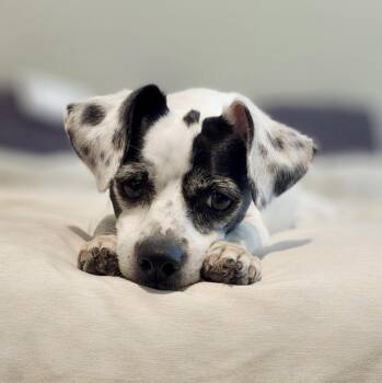 Luna -  Chihuahua and Mixed Breed Dog for Adoption in Mead, Colorado - Luna | PetCurious