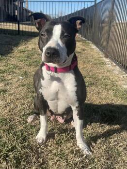 Pit Bull Terrier and Australian Cattle Dog Blue Heeler Dogs Available for Adoption - Ivy | PetCurious
