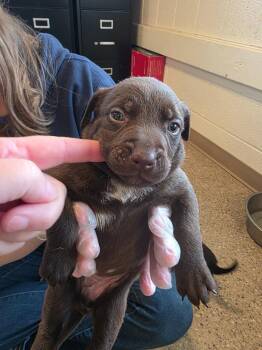 Labrador Retriever and Pit Bull Terrier Dogs Available for Adoption in Gold Beach, Oregon - Whiskey | PetCurious