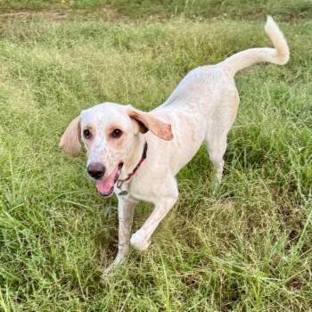 Rescue Redbone Coonhound Dogs for Adoption in Fort Worth, Texas - Baskins | PetCurious