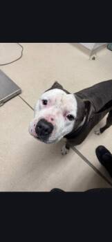 Pit Bull Terrier Dogs Available for Adoption - Bertie | PetCurious