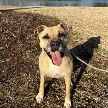 Mixed Breed Dogs Available for Adoption - Nala 3 | PetCurious