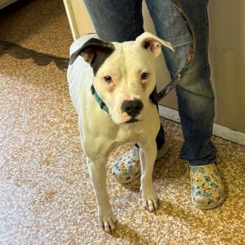 Pit Bull Terrier and Boxer Dogs Available for Adoption - Jade | PetCurious