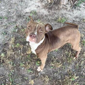 Pit Bull Terrier Dogs Available for Adoption in Valdosta, Georgia - Sprinkle | PetCurious