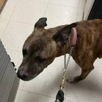 Boxer Dogs Available for Adoption - Arrow | PetCurious