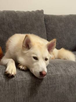 Lorna -  Siberian Husky Dog for Adoption in Walnut Creek, California - Lorna | PetCurious