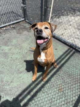 Rescue Labrador Retriever Dogs for Adoption in Jersey City, New Jersey - Michael | PetCurious