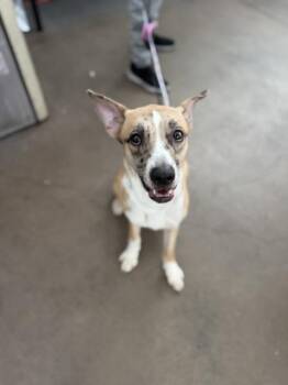 ARTEMIS -  Mixed Breed Dog for Adoption in Dallas, Texas - ARTEMIS | PetCurious