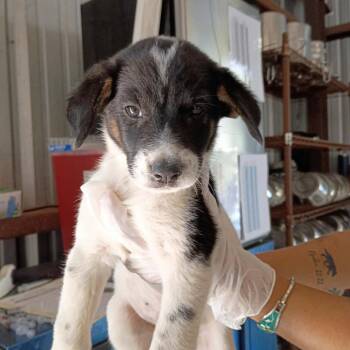 Doralee -  Australian Cattle Dog Blue Heeler and Shepherd Dog for Adoption in Austin, Texas - Doralee | PetCurious