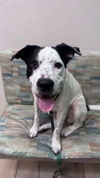 Rizzo -  Australian Cattle Dog Blue Heeler Dog for Adoption in Austin, Texas - Rizzo | PetCurious