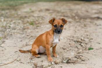 Mixed Breed Dogs Available for Adoption in Bonifay, Florida - Tessa (Coming Soon) | PetCurious