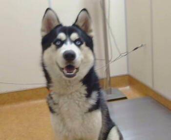 NANOOK -  Siberian Husky Dog for Adoption in Sacramento, California - NANOOK | PetCurious