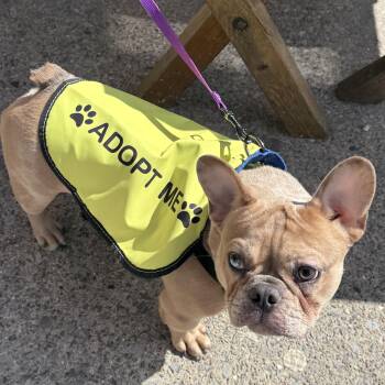 French Bulldog Dogs Available for Adoption - Shamrock | PetCurious