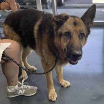 Bowser (26-341) -  German Shepherd Dog Dog for Adoption in New Ringgold, Pennsylvania - Bowser (26-341) | PetCurious