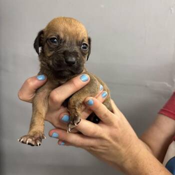 Labrador Retriever and Mixed Breed Dogs Available for Adoption in North Charleston, South Carolina - Gator | PetCurious