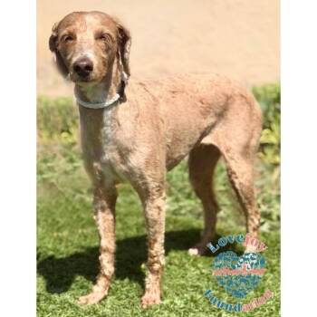 Cali CORB -  Goldendoodle Dog for Adoption in Inglewood, California - Cali CORB | PetCurious