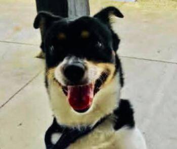 Chihuahua Dogs Available for Adoption in Euclid, Ohio - Hannibal - FOSTER-TO-ADOPT | PetCurious