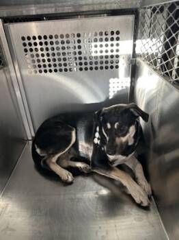 Rescue Retriever and Mixed Breed Dogs for Adoption in Fort Worth, Texas - 59727724 | PetCurious