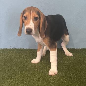 AGH6 2228 -  Beagle Dog for Adoption in Loxahatchee Groves, Florida - AGH6 2228 | PetCurious