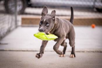 Otto -  Labrador Retriever Dog for Adoption in Twentynine Palms, California - Otto | PetCurious