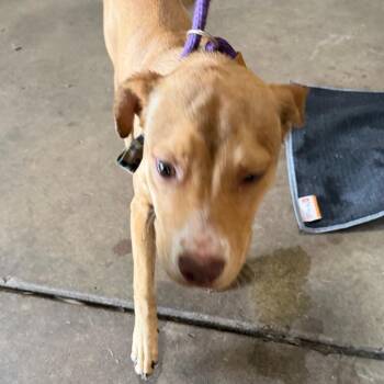 Pauline -  Pit Bull Terrier Dog for Adoption in Birmingham, Alabama - Pauline | PetCurious
