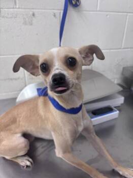 LENNOX -  Chihuahua Dog for Adoption in San Bernardino, California - LENNOX | PetCurious