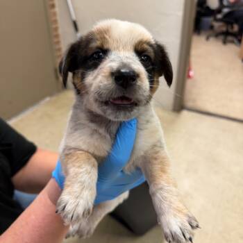 Teven -  Australian Cattle Dog Blue Heeler Dog for Adoption in Birmingham, Alabama - Teven | PetCurious