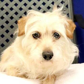 Terrier Dogs Available for Adoption in Midland, Texas - Michaelangelo | PetCurious